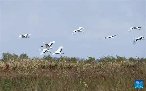 ¡Sumérgete en la historia y la belleza natural del Santuario Nacional de Aves Yancheng!